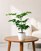 Radermachera Plant