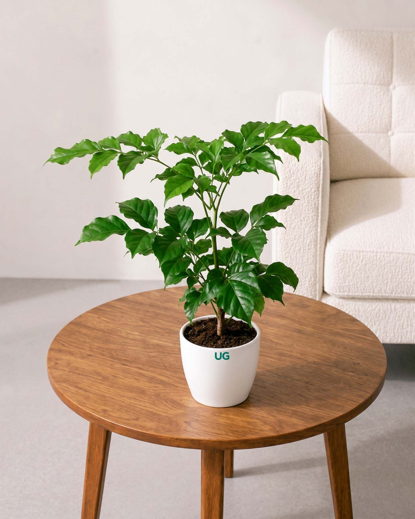 Radermachera Plant