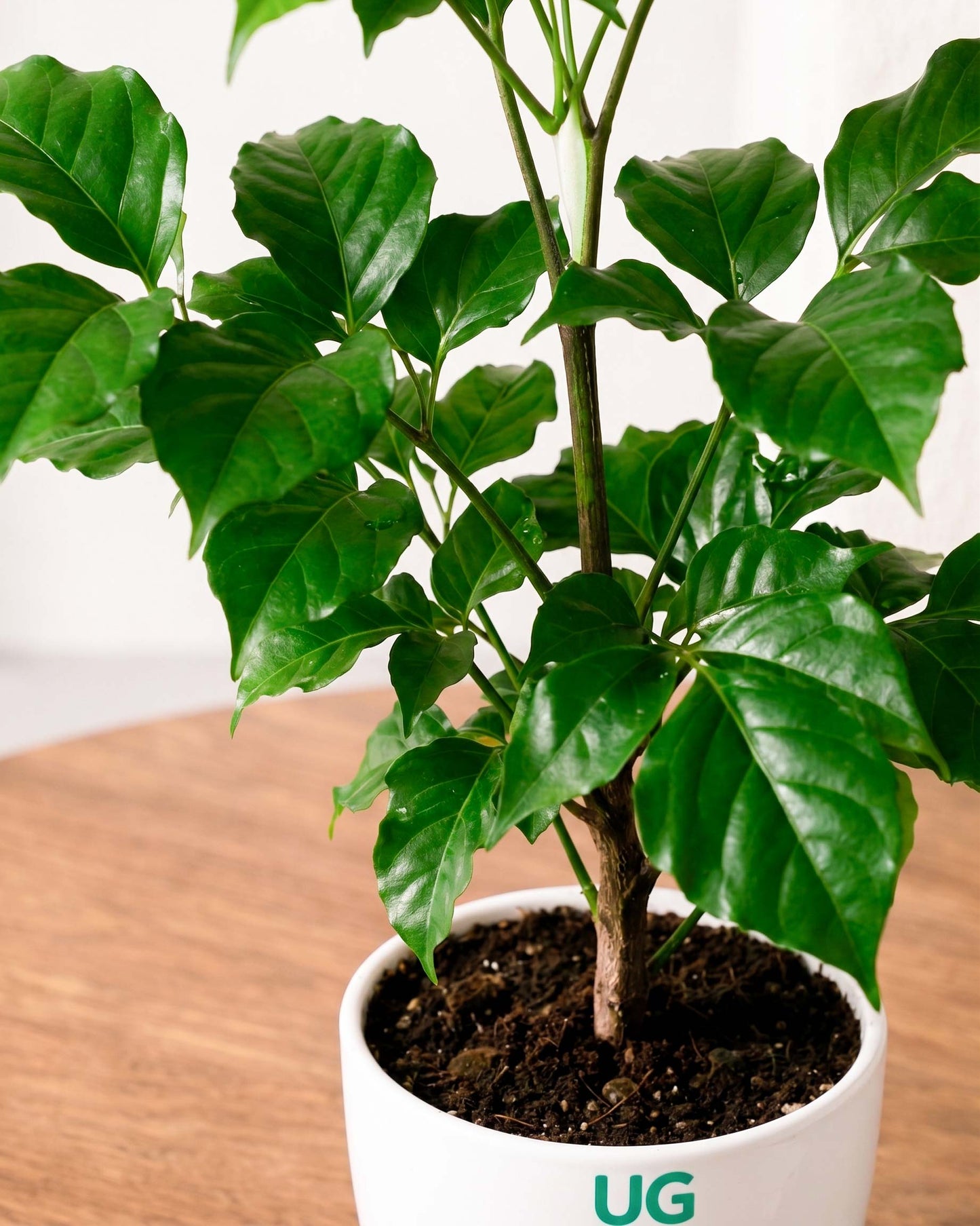 Radermachera Plant