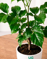 Radermachera Plant
