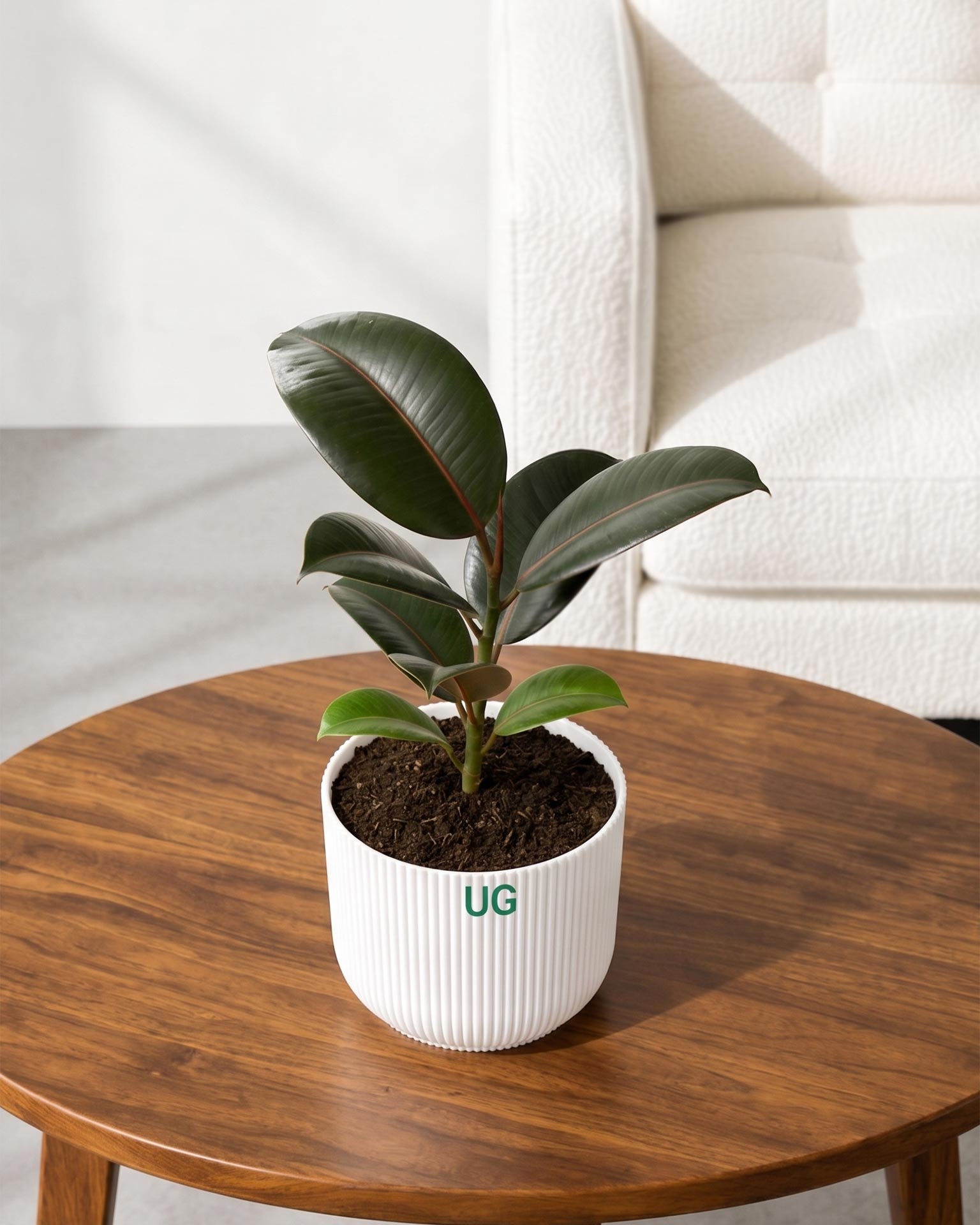 Rubber Plant