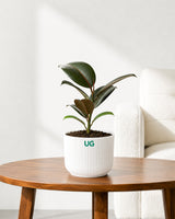 Rubber Plant