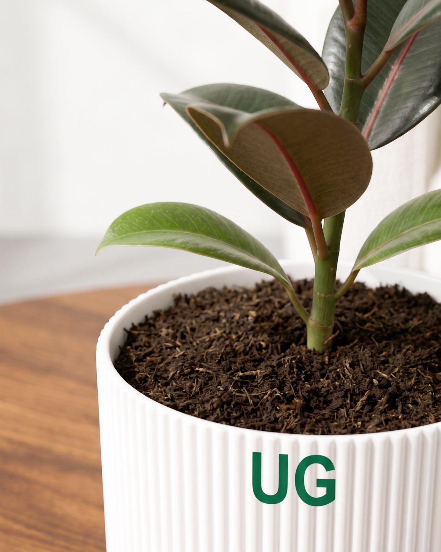 Rubber Plant
