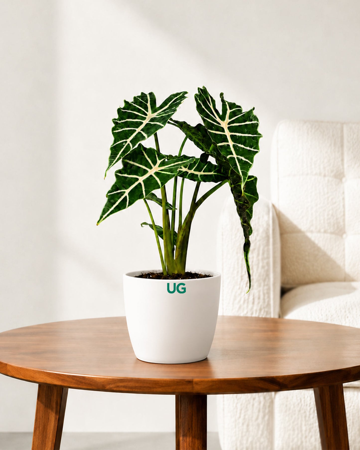 Elephant Ear Alocasia Plant