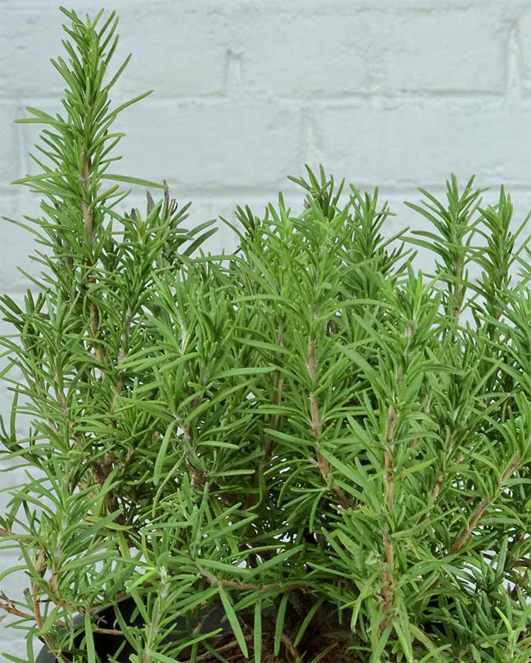 Rosemary Plant