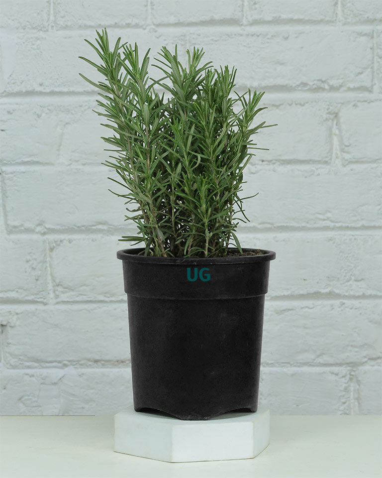 Rosemary Plant