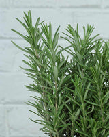 Rosemary Plant