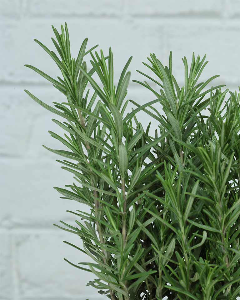 Rosemary Plant