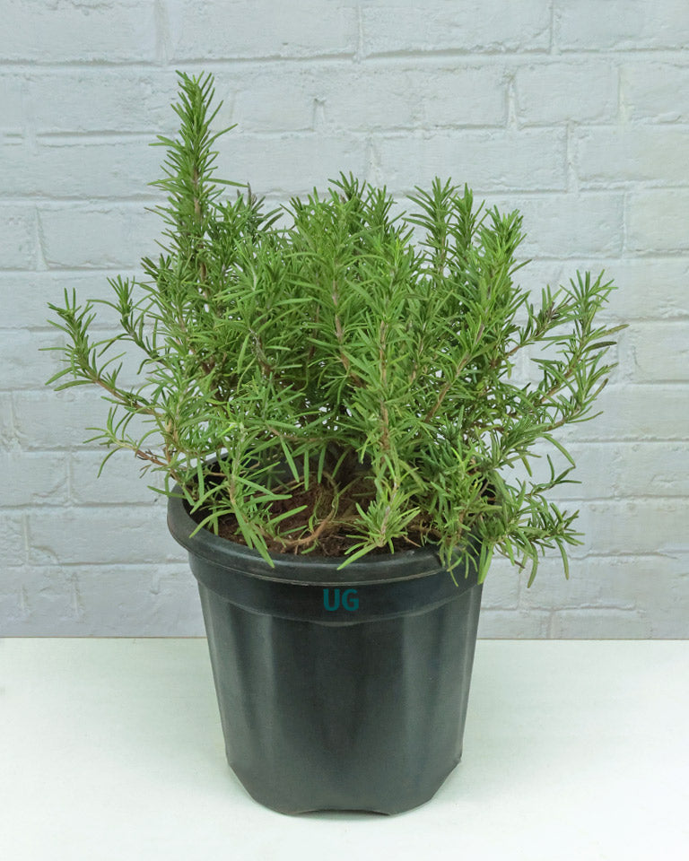 Rosemary Plant