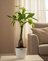 Indoor plant online 