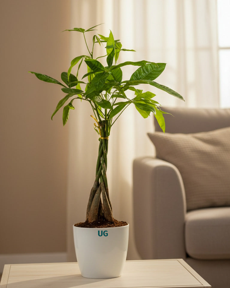 Indoor plant online 