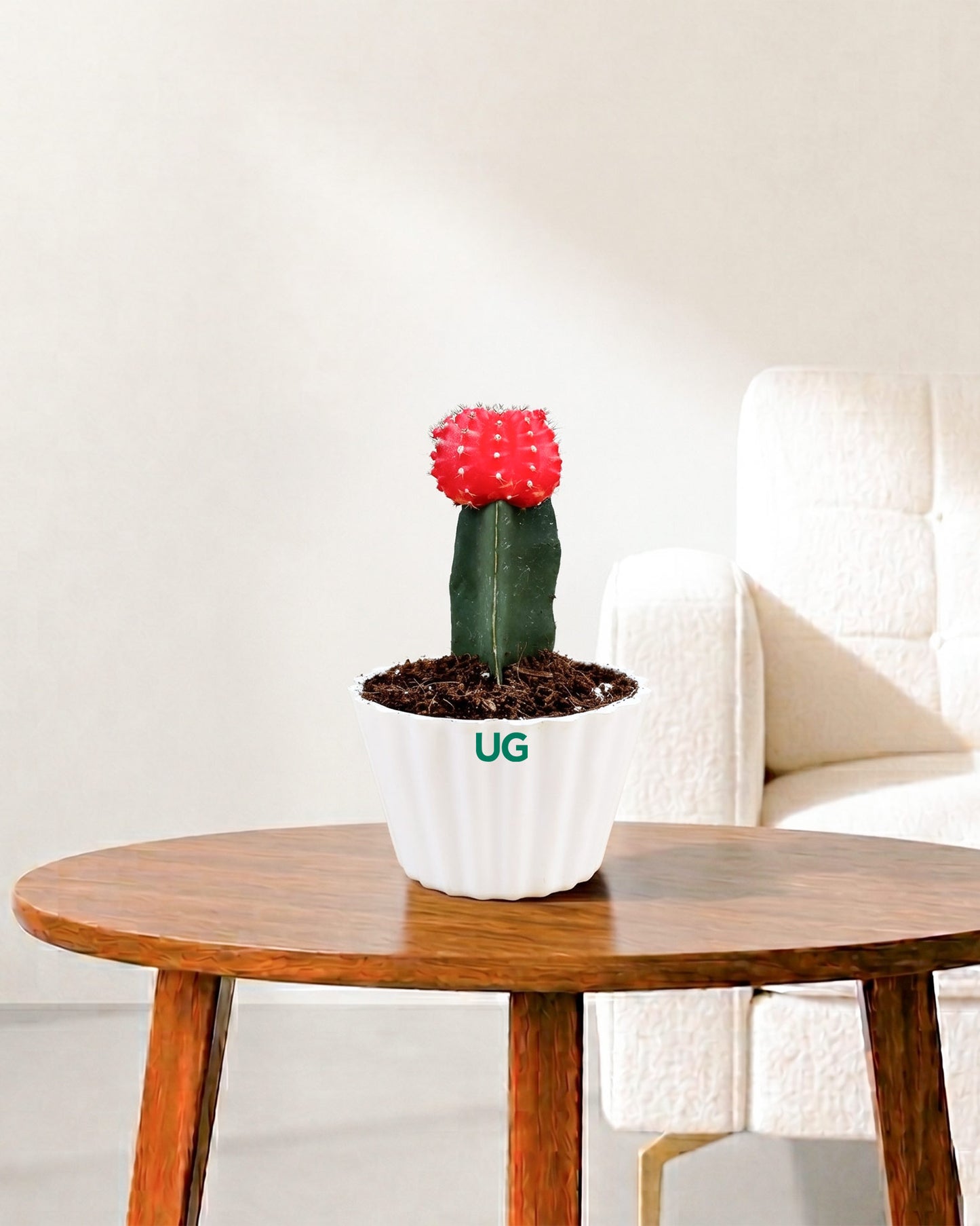 Moon Cactus