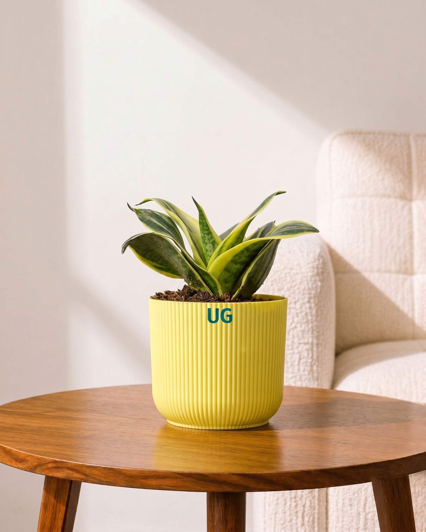 Golden Hahnii Snake Plant