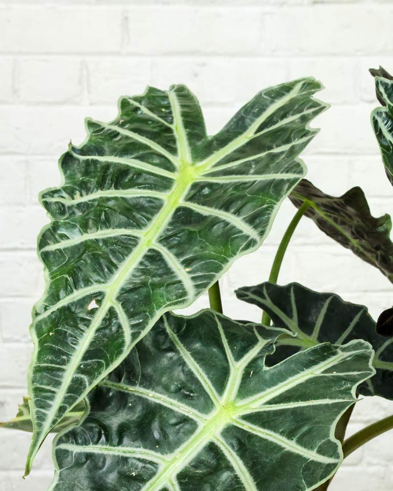 Elephant Ear Alocasia Plant