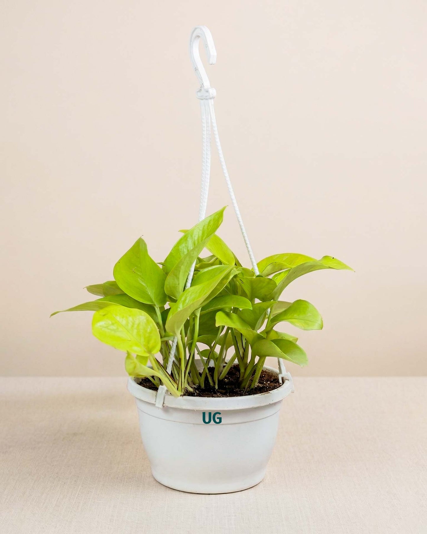 Golden Money Plant in hanging basket