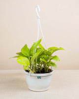 Golden Money Plant in hanging basket