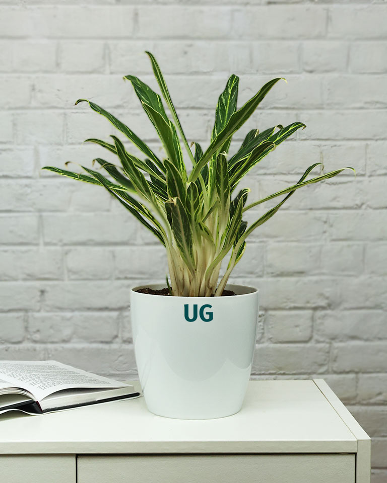 Aglaonema Bai Kaw in White Pot