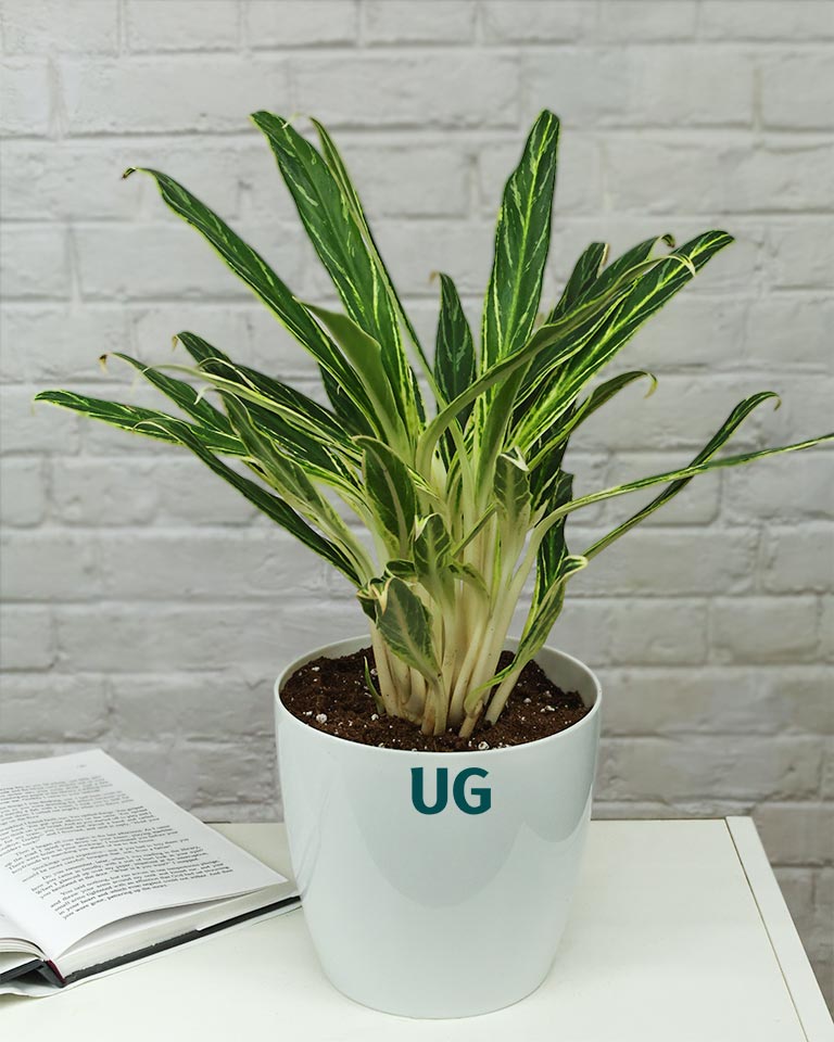Aglaonema Bai Kaw in White Pot