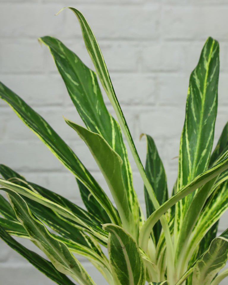 Aglaonema Bai Kaw in White Pot