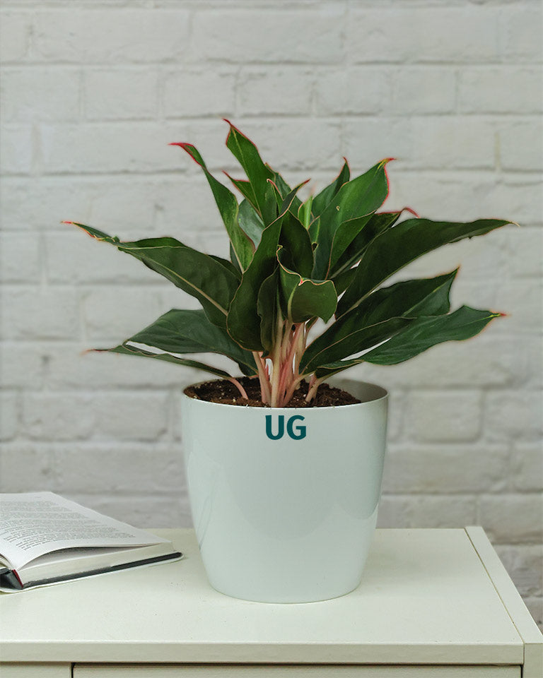 Aglaonema Shapphire plant in White pot