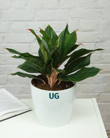 Aglaonema Shapphire Plant