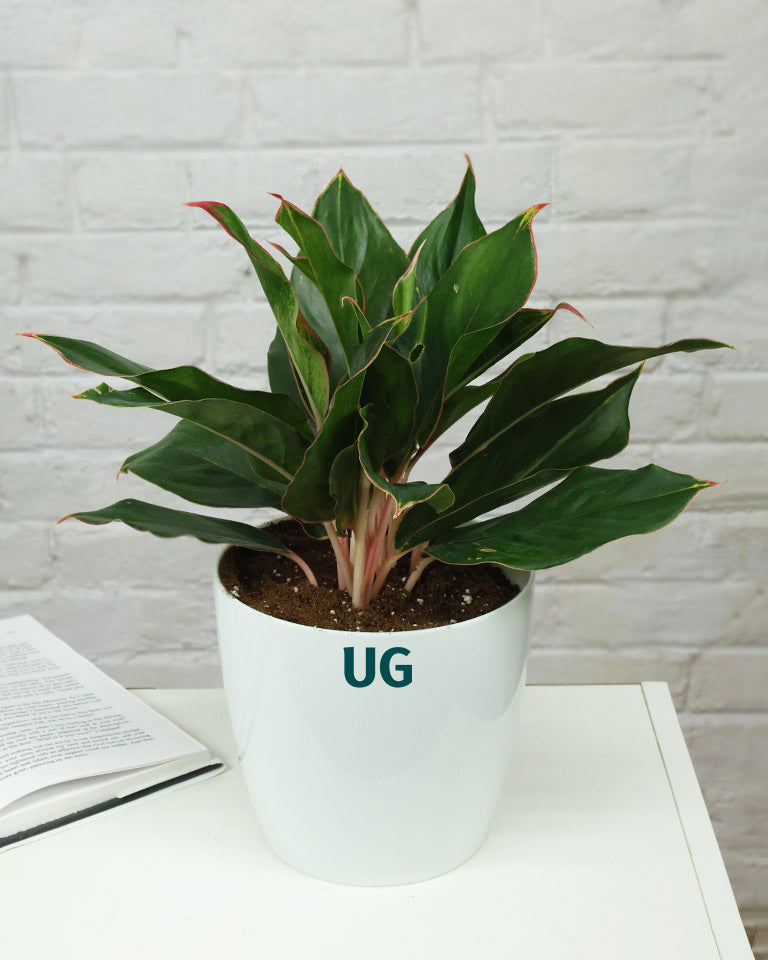 Aglaonema Shapphire plant in White pot