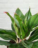 Aglaonema Shapphire Plant