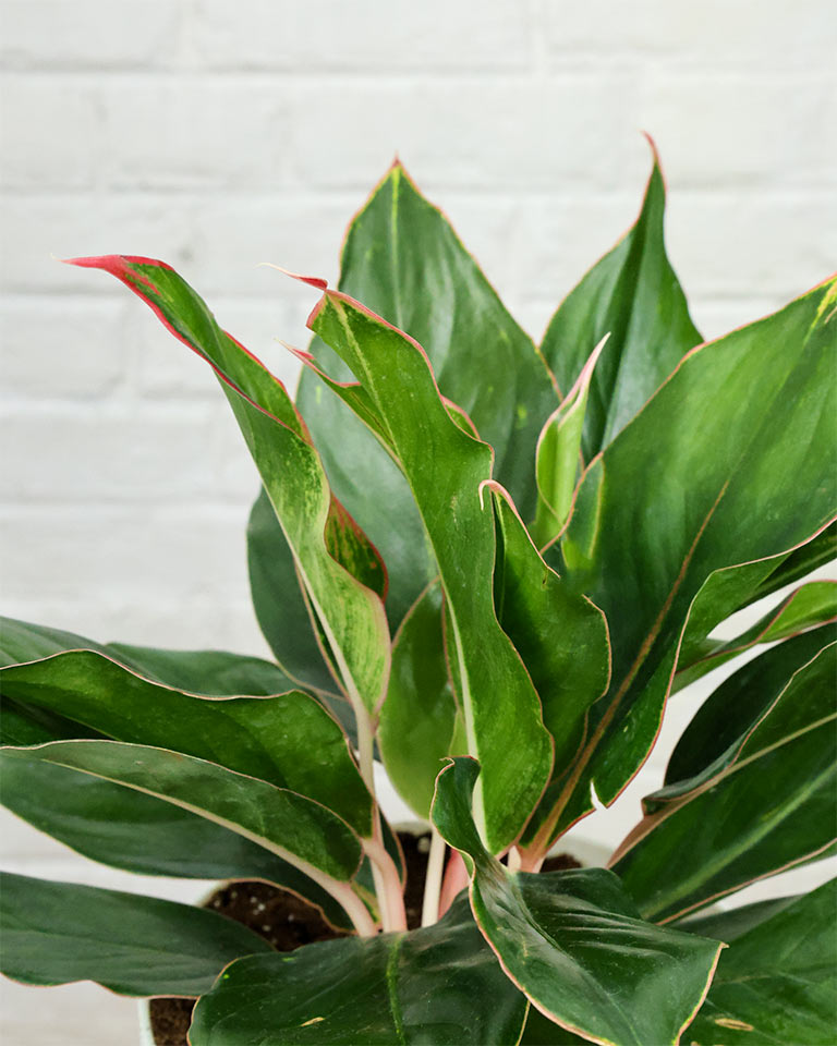 Aglaonema Shapphire plant in White pot