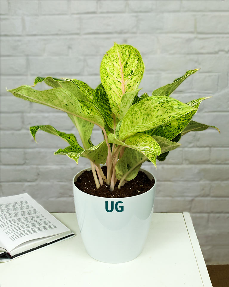 Aglaonema Lakchai