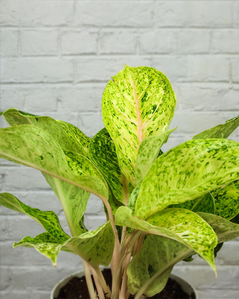 Aglaonema Lakchai