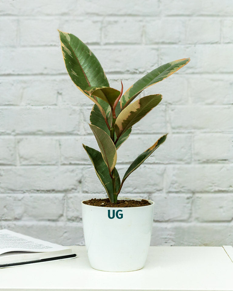 Rubber Plant Variegated in white plastic pot