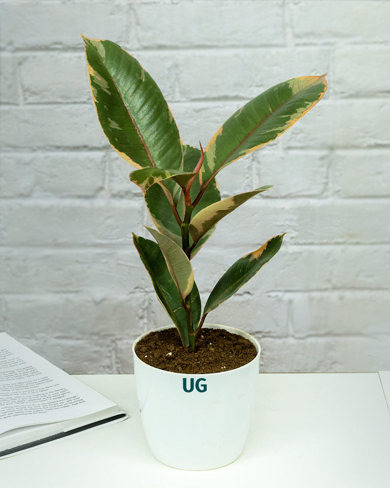 Rubber Plant Variegated in white plastic pot