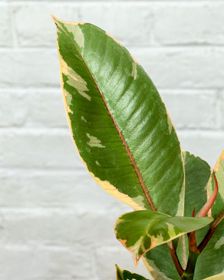 Rubber Plant Variegated in white plastic pot