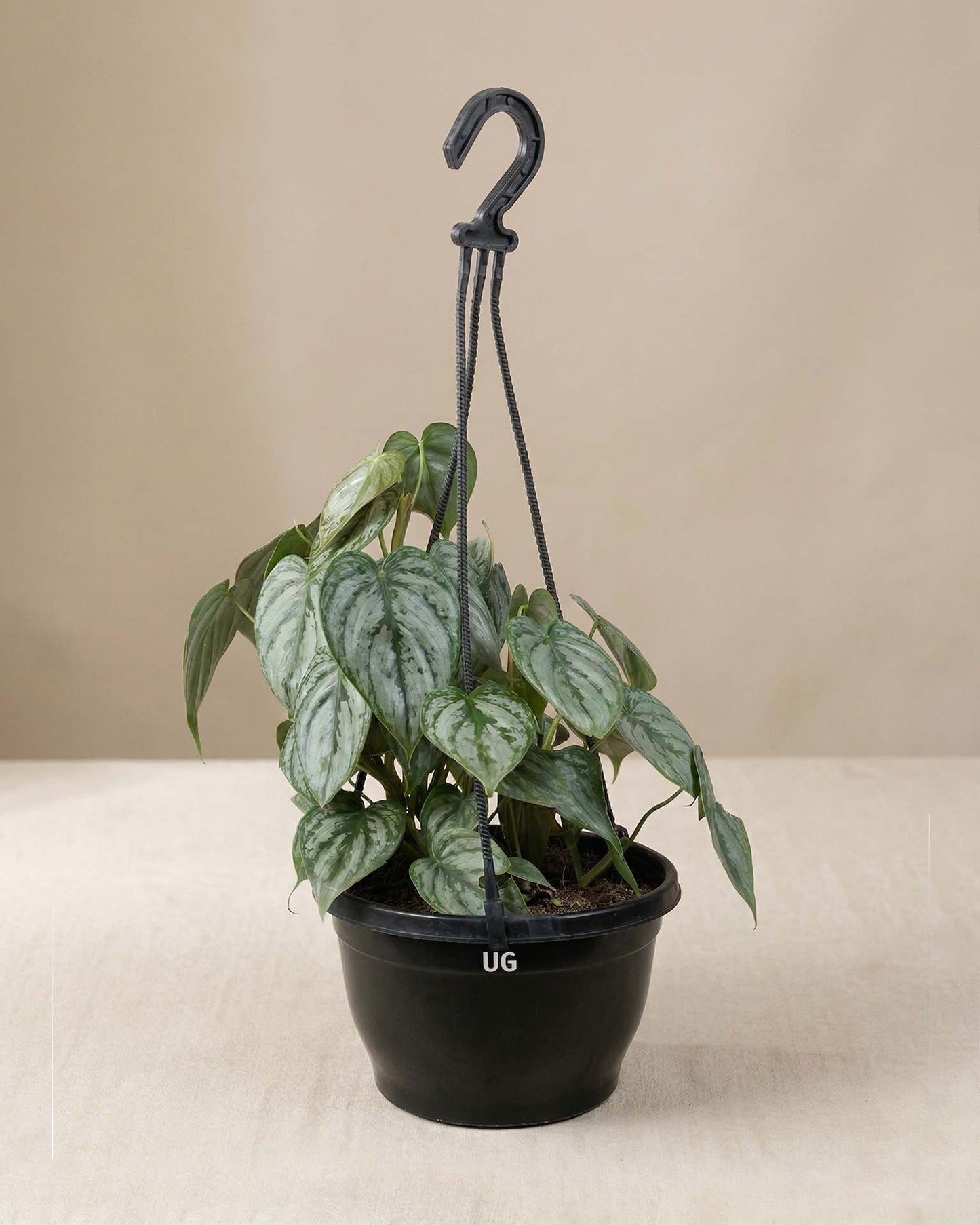 Philodendron brandtianum in Hanging Basket