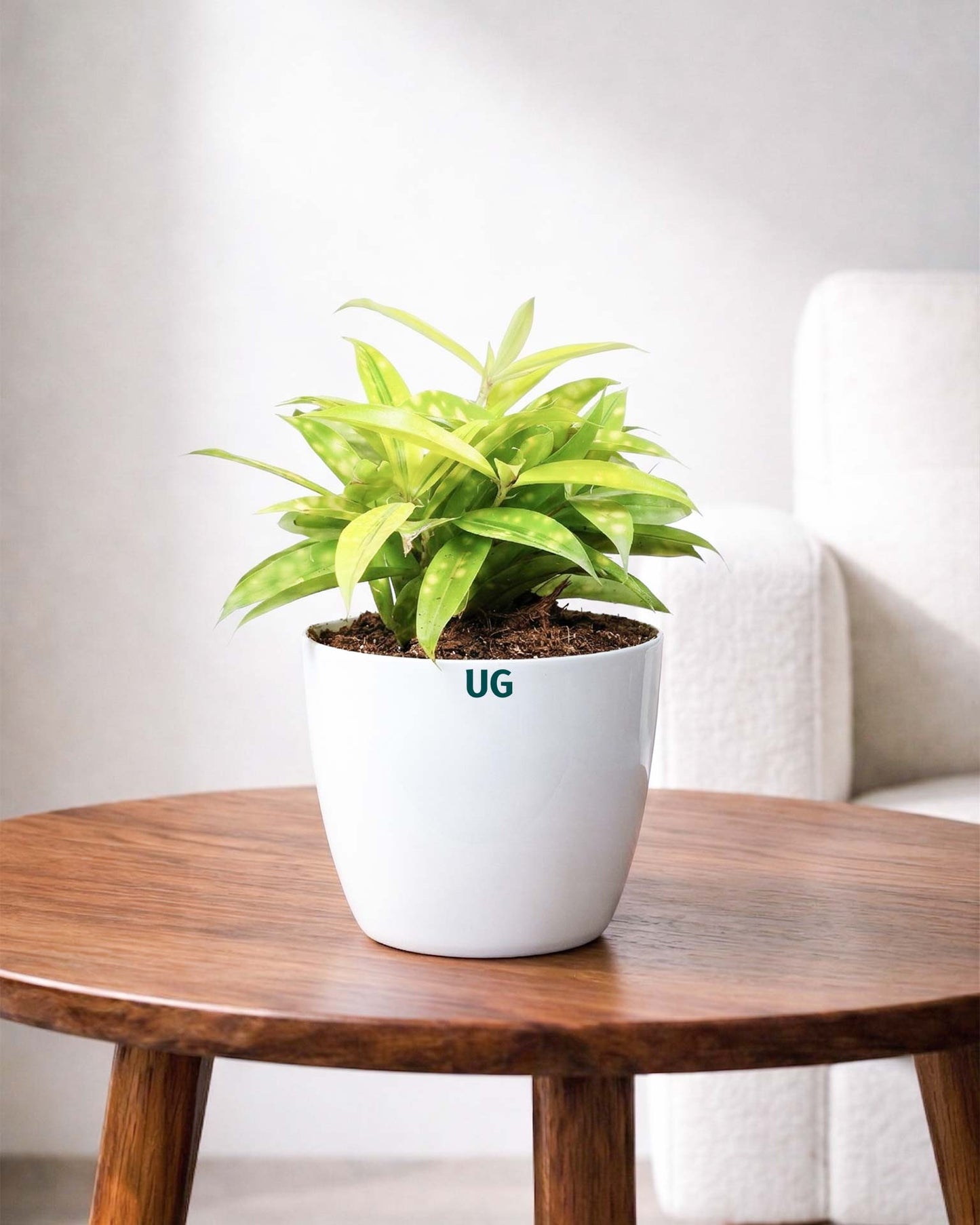 Dracaena Milky Plant