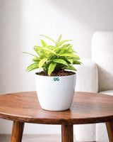 Dracaena Milky Plant
