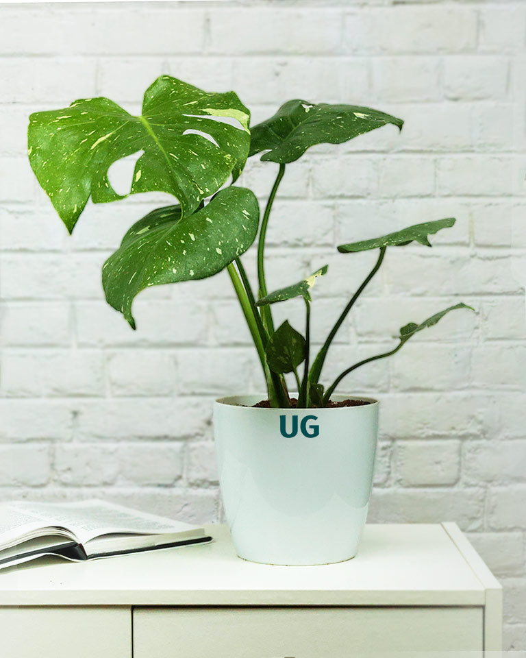 Monstera Plant