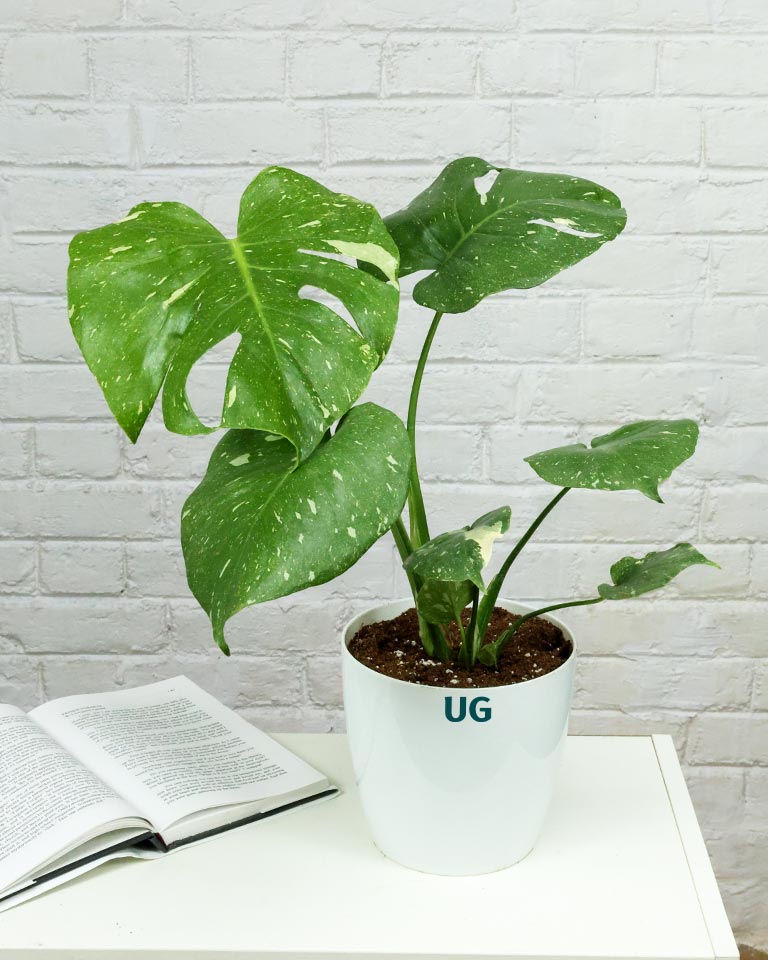 Monstera Plant