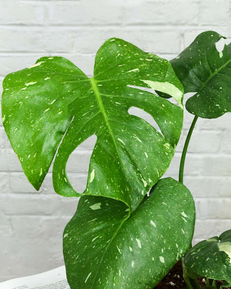 Monstera Plant