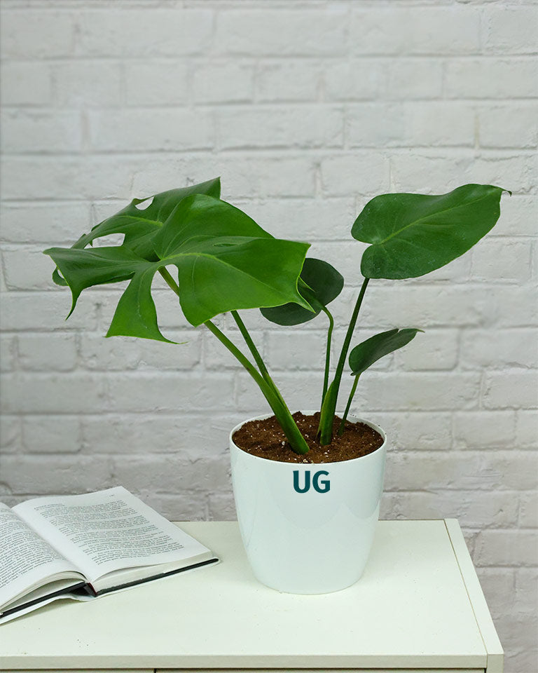 Monstera Plant