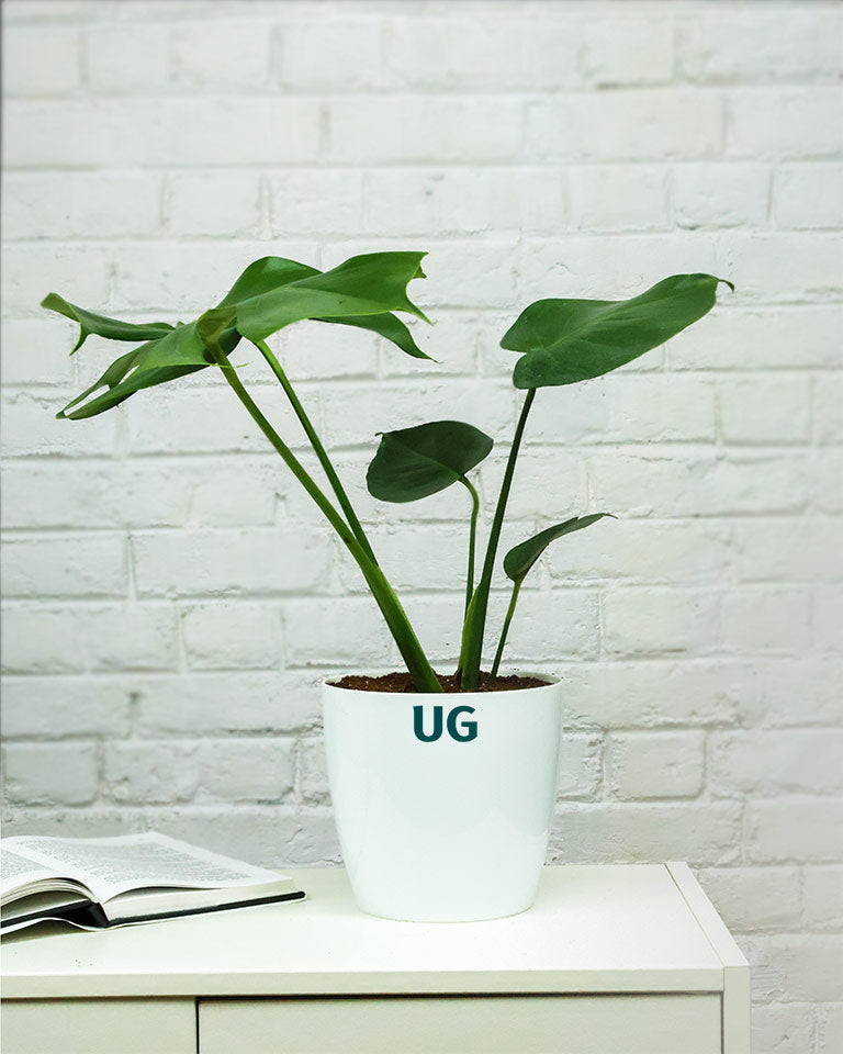 Monstera Plant