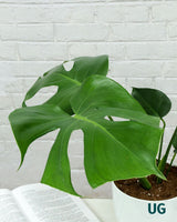 Monstera Plant