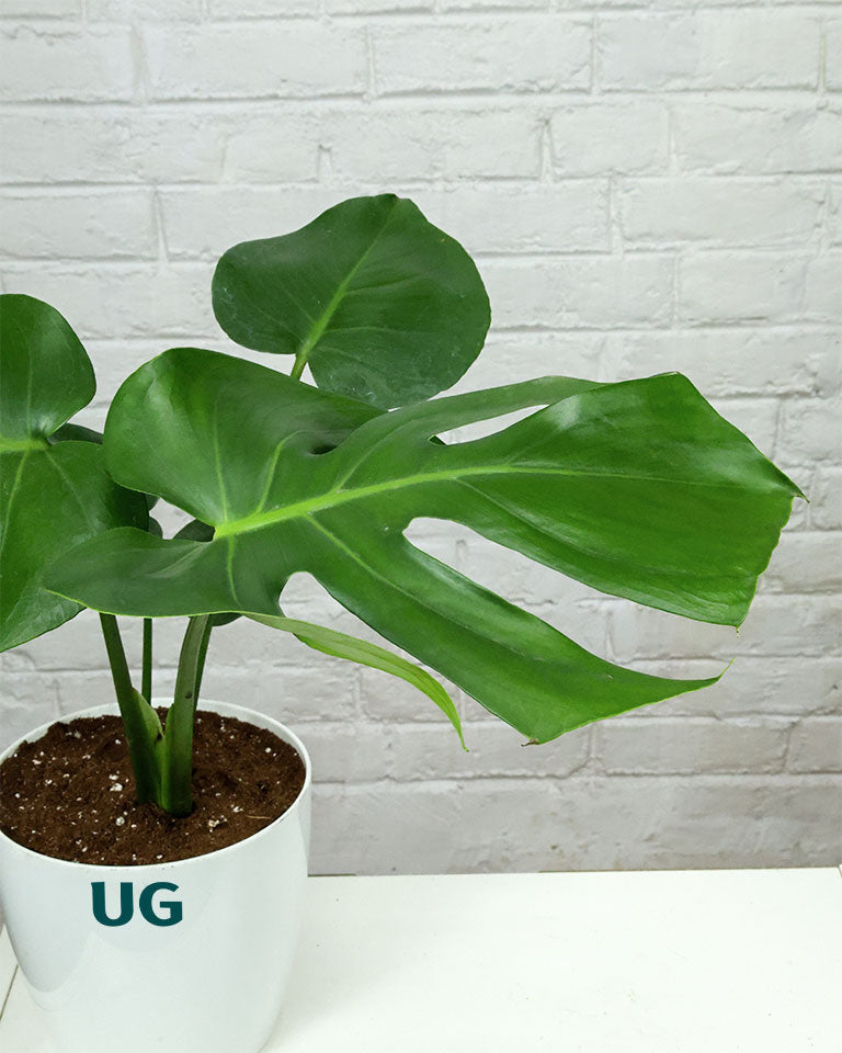 Monstera Plant