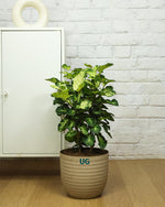 Shield Aralia Plant in an 8" eco-planter