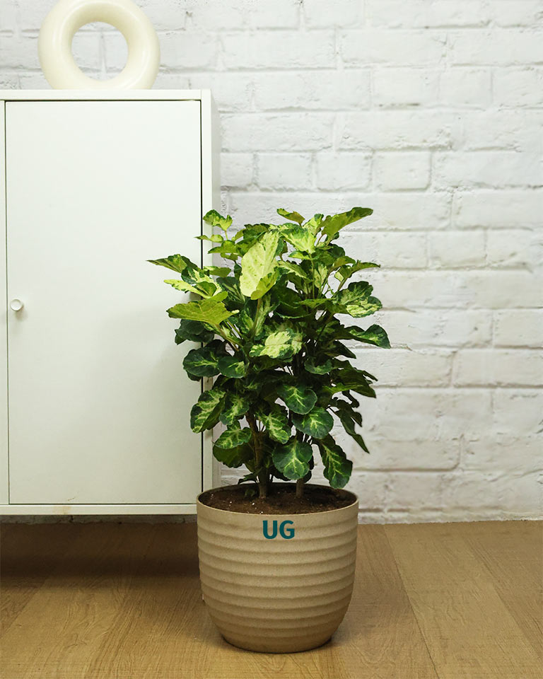 Shield Aralia Plant in an 8" eco-planter