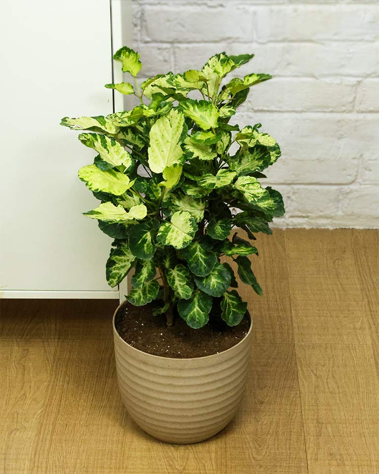 Shield Aralia Plant in an 8" eco-planter