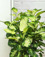 Shield Aralia Plant in an 8" eco-planter