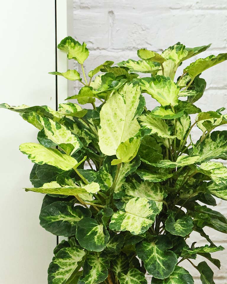 Shield Aralia Plant in an 8" eco-planter