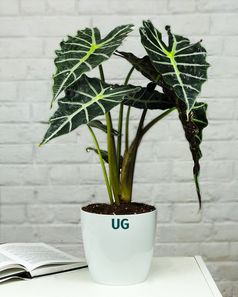 Elephant Ear Alocasia Plant