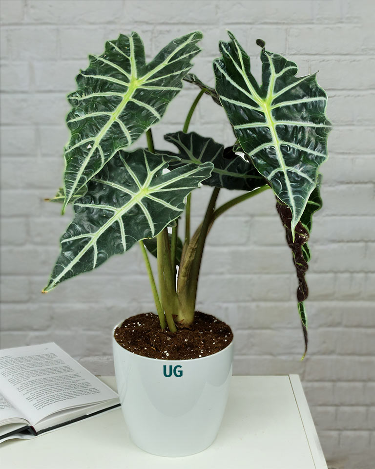 Elephant Ear Alocasia Plant